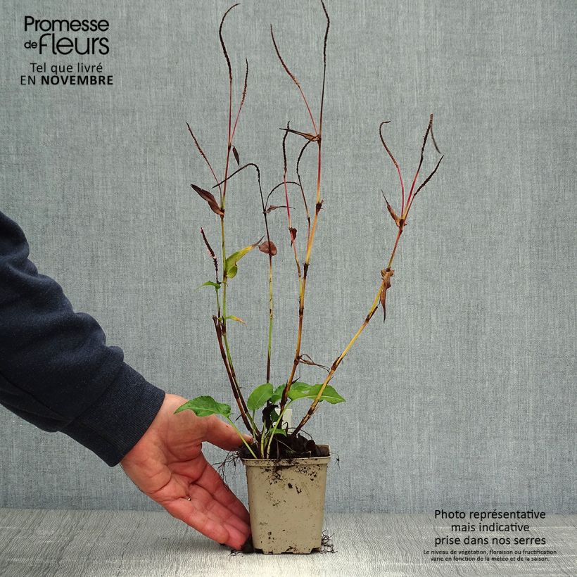 Spécimen de Renouée - Persicaria amplexicaulis Pink Elephant Godet de 8/9 cm tel que livré en automne