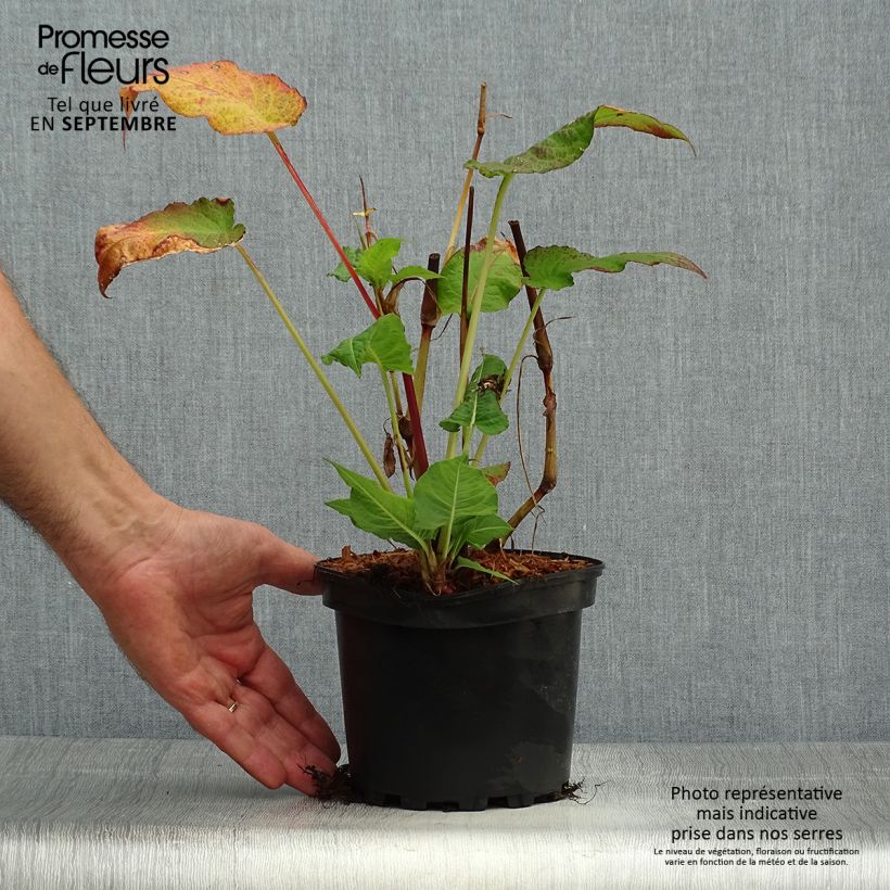 Spécimen de Renouée - Persicaria amplexicaulis Rosea Pot de 2L/3L tel que livré en automne