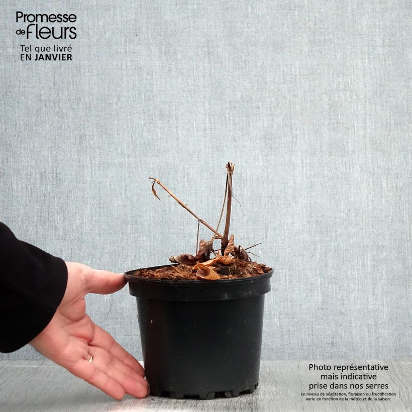 Spécimen de Renouée - Persicaria amplexicaulis Rosea Pot de 2L/3L tel que livré en hiver