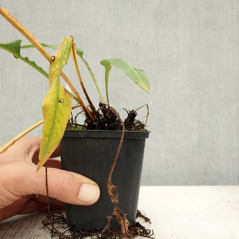 Spécimen de Renouée - Persicaria bistorta Hohe Tatra Godet de 8/9 cm tel que livré en automne