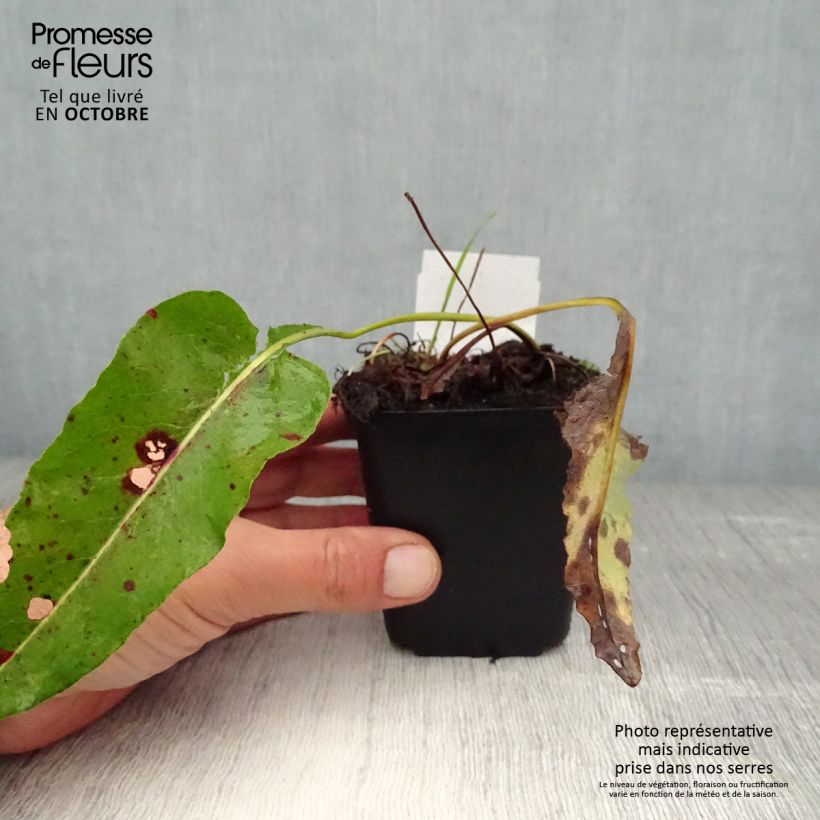 Spécimen de Renouée - Persicaria bistorta Superba Godet de 8/9 cm tel que livré en automne