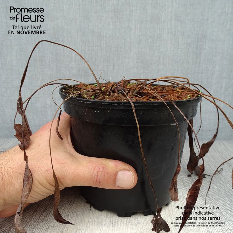 Spécimen de Renouée - Persicaria bistorta Superba Pot de 2L/3L tel que livré en automne