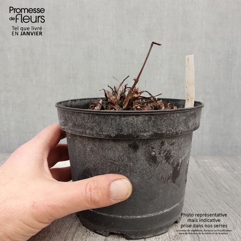 Spécimen de Renouée - Persicaria bistorta Superba Pot de 2L/3L tel que livré en hiver