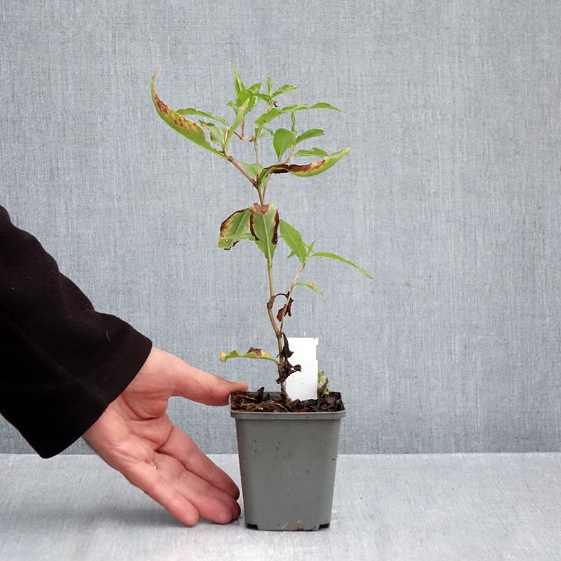 Spécimen de Renouée - Persicaria dshawachischwilii Godet de 8/9 cm tel que livré en automne