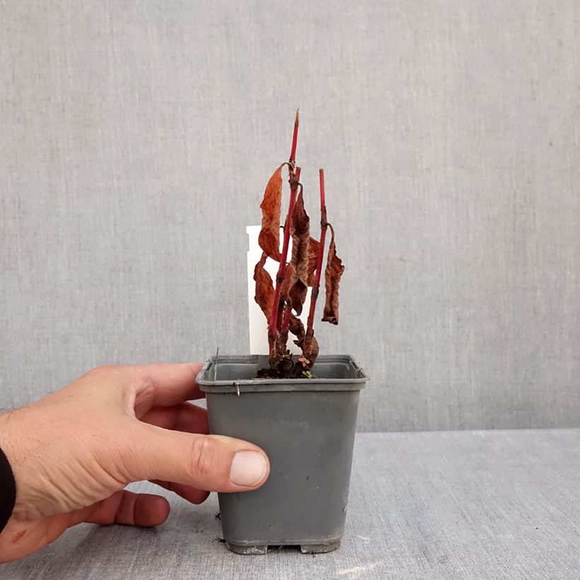 Spécimen de Renouée - Persicaria filiformis Godet de 8/9 cm tel que livré en automne