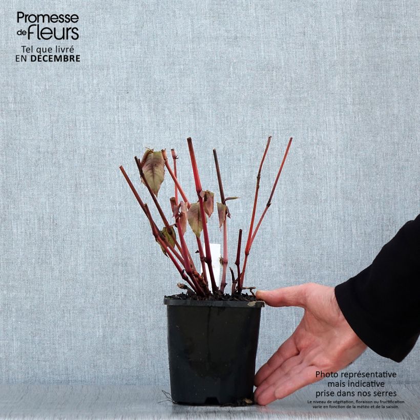 Spécimen de Renouée - Persicaria micro. Red Dragon Pot de 1,5L/2L tel que livré en hiver