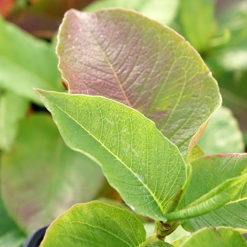 Renouée - Persicaria weyrichii (Feuillage)