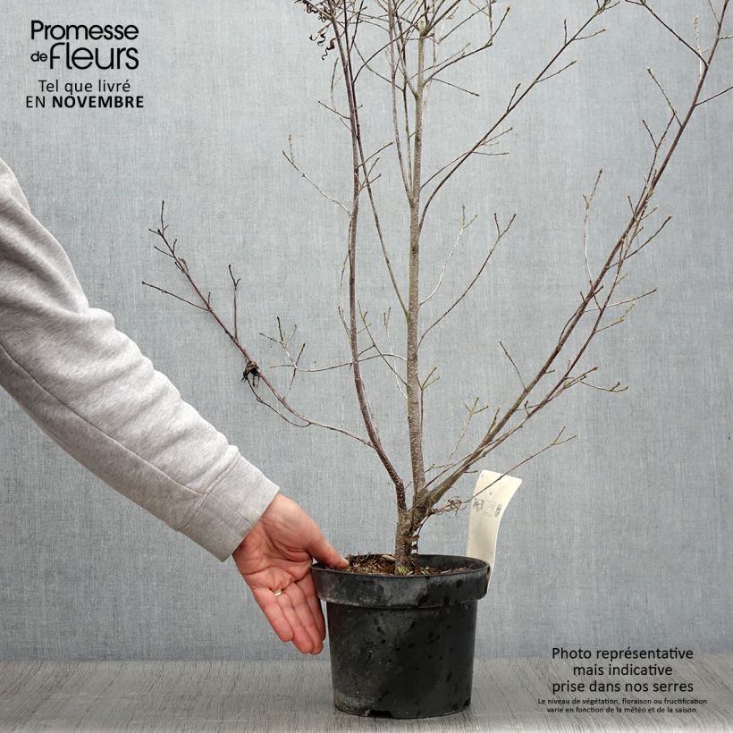 Spécimen de Rhamnus frangula Asplenifolia - Frangula alnus Pot de 2L/3L tel que livré en automne