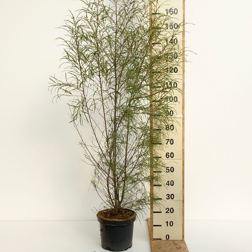 Spécimen de Rhamnus frangula Asplenifolia - Frangula alnus Pot de 7,5L/10L tel que livré en été