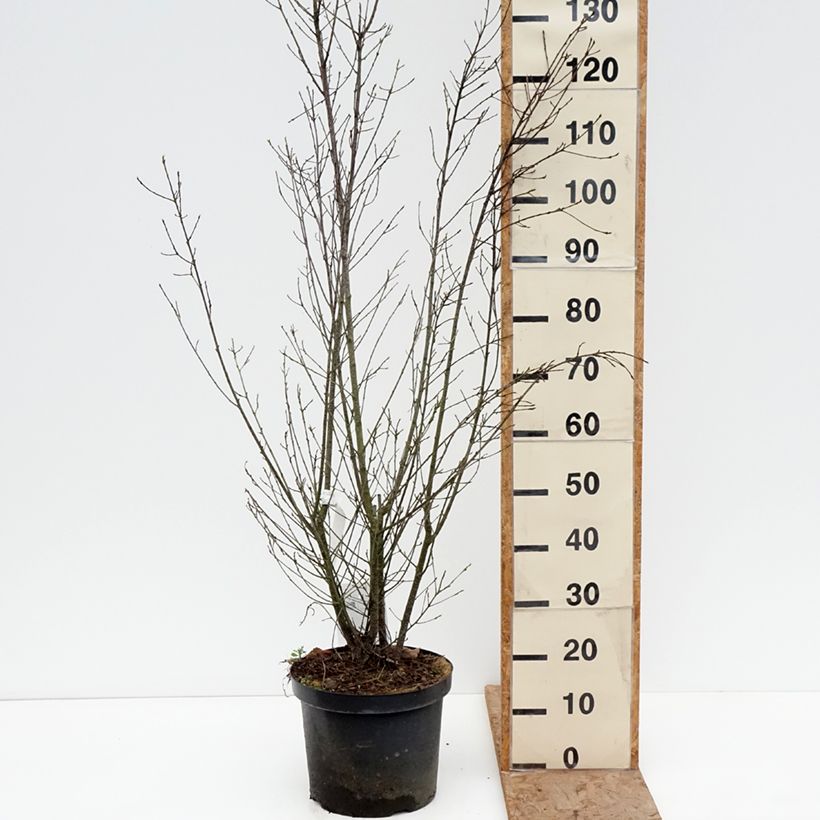 Spécimen de Rhamnus frangula Asplenifolia - Frangula alnus Pot de 7,5L/10L tel que livré en hiver