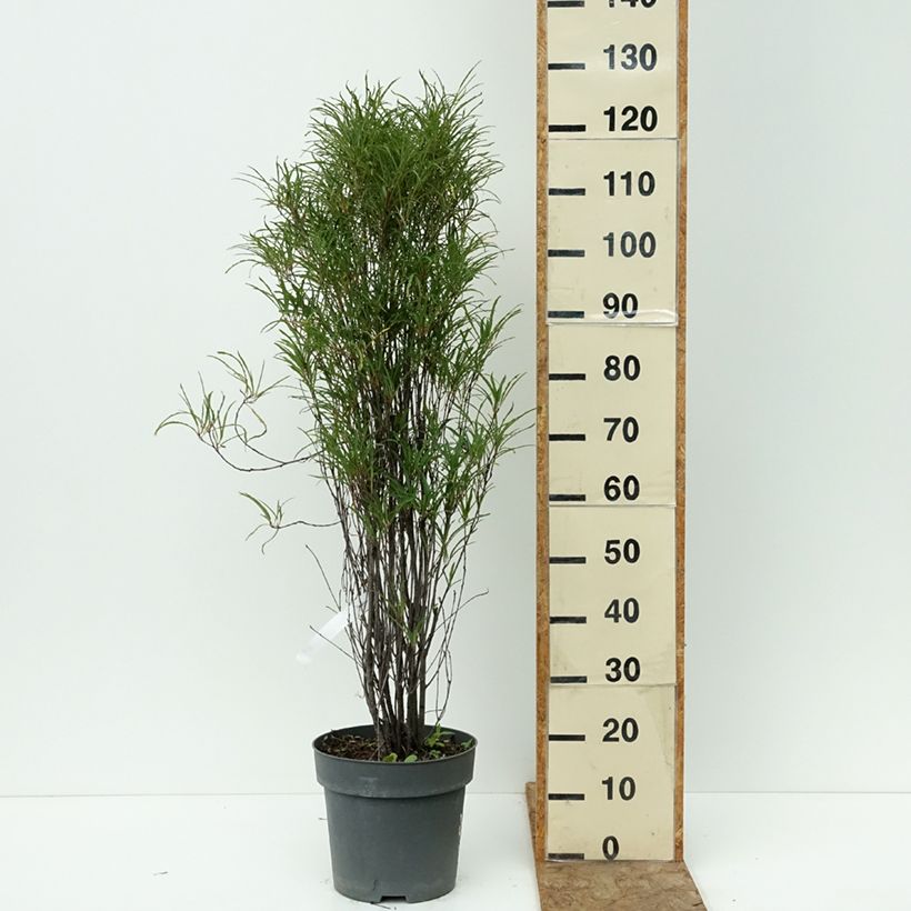 Spécimen de Rhamnus frangula Fine Line - Bourdaine, Frangula alnus Pot de 7,5L/10L tel que livré en été