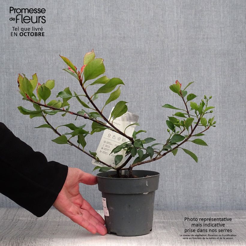Spécimen de Rhaphiolepis Pink Cloud Pot de 1,5L/2L tel que livré en automne