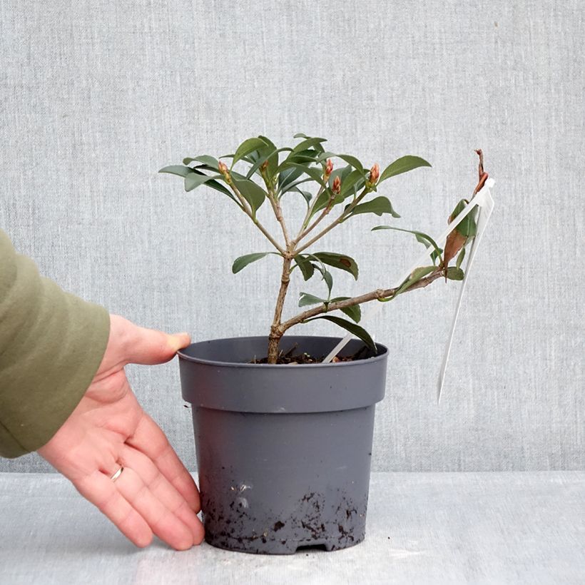 Spécimen de Rhaphiolepis Pink Cloud Pot de 1,5L/2L tel que livré en hiver