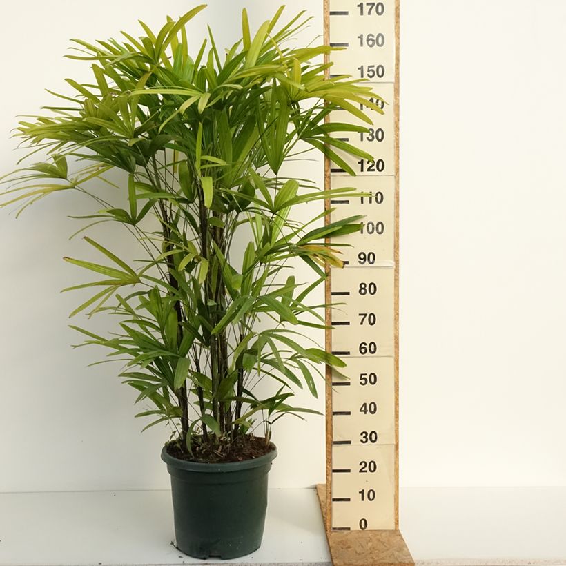 Spécimen de Rhapis excelsa - Palmier bambou Pot de 20L/25L tel que livré en été