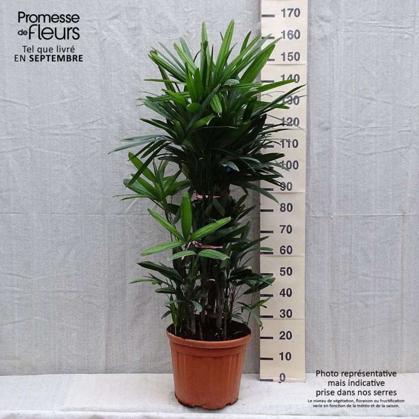 Spécimen de Rhapis excelsa - Palmier bambou Pot de 7,5L/10L tel que livré en automne