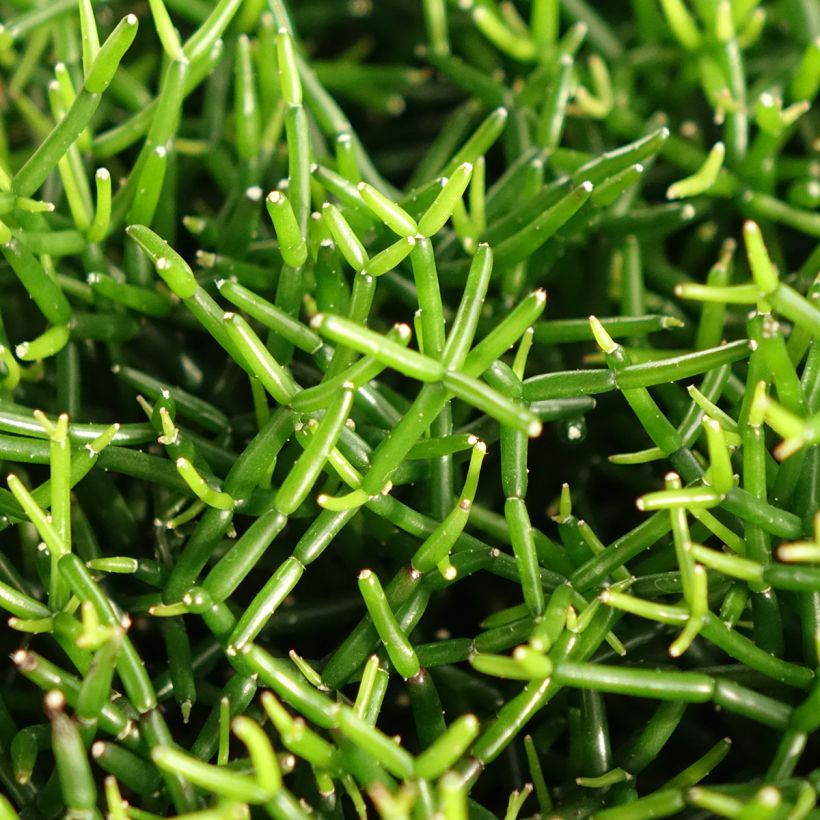 Rhipsalis baccifera - Cactus-jonc fructifère (Feuillage)
