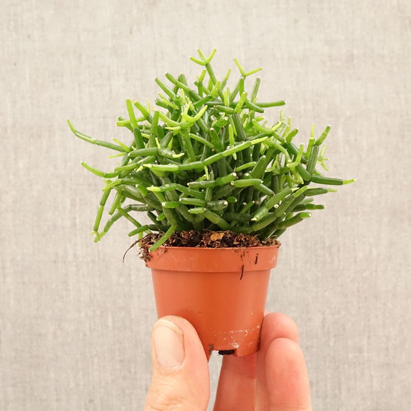 Spécimen de Rhipsalis baccifera - Cactus-jonc fructifère Mini-plante tel que livré au printemps
