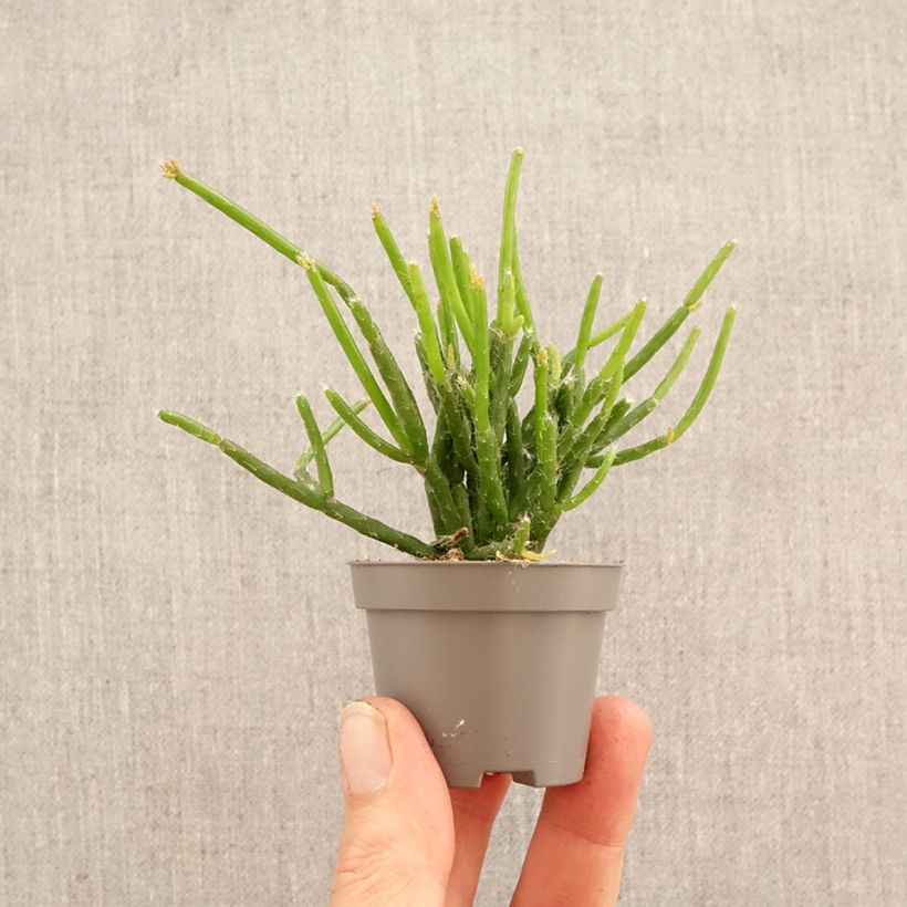 Spécimen de Rhipsalis burchellii - Cactus-gui Mini-plante tel que livré au printemps