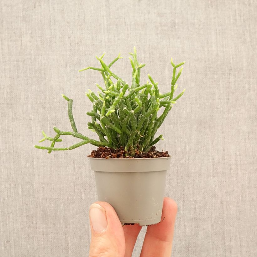 Spécimen de Rhipsalis cereuscula - Cactus corail Mini-plante tel que livré au printemps