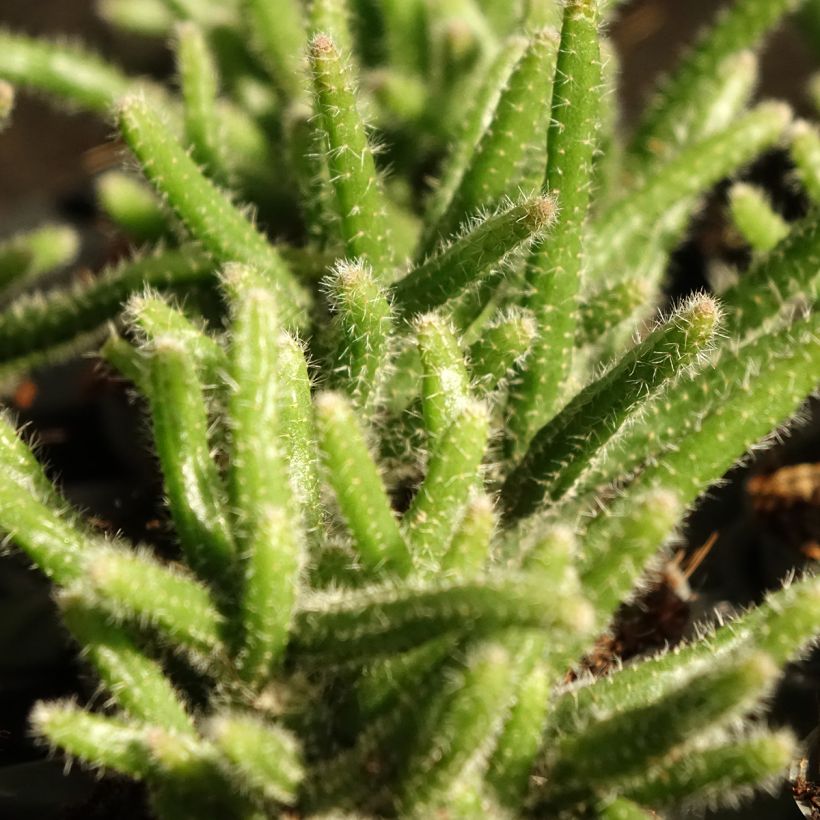 Rhipsalis horrida - Cactus-gui (Feuillage)