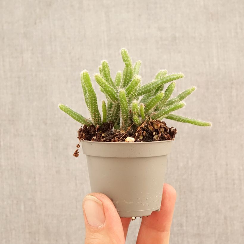 Spécimen de Rhipsalis horrida - Cactus-gui Mini-plante tel que livré au printemps