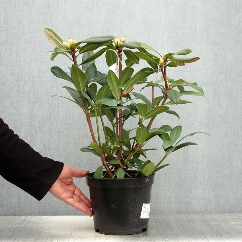 Spécimen de Rhododendron Alfred Pot de 4L/5L tel que livré au printemps