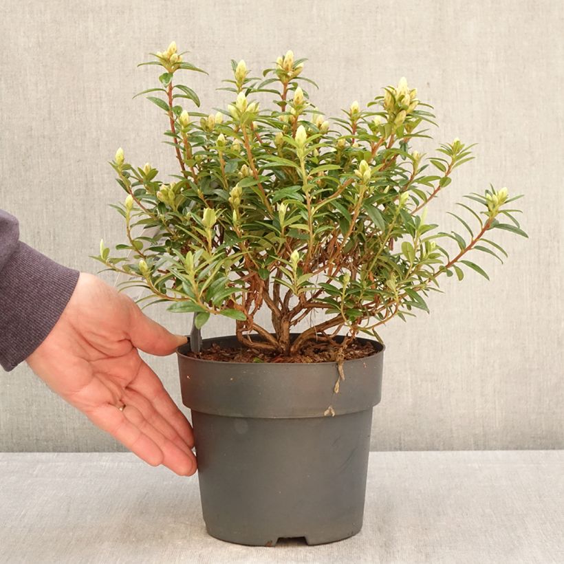 Spécimen de Rhododendron Artic Tern - Rhododendron nain Pot de 2L/3L tel que livré au printemps
