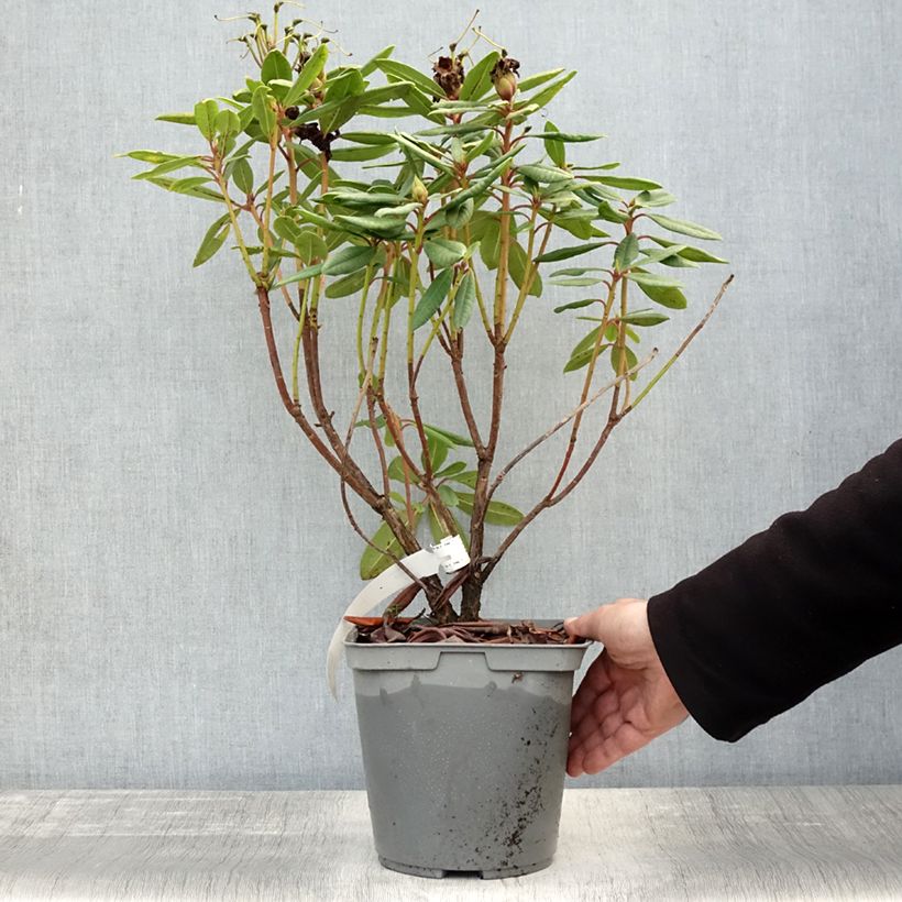 Spécimen de Rhododendron Bernstein Pot de 4L/5L tel que livré en automne