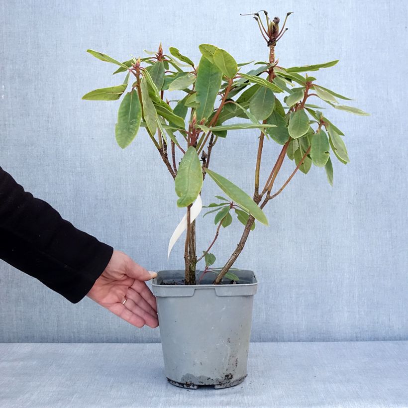 Spécimen de Rhododendron Bernstein Pot de 4L/5L tel que livré en hiver