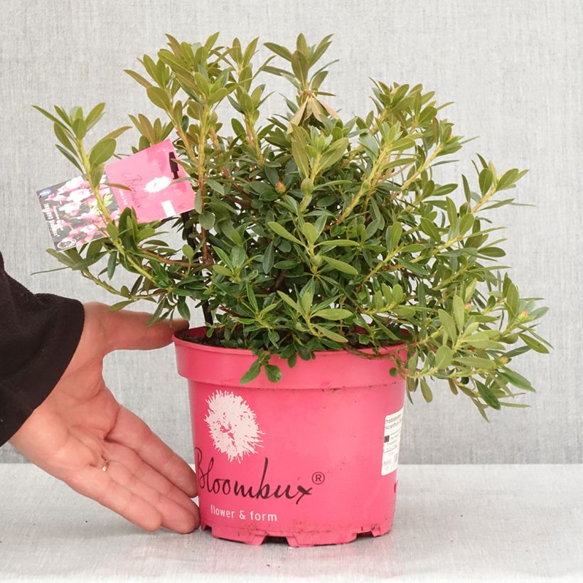 Spécimen de Rhododendron Bloombux Magenta Pot de 2L/3L tel que livré en hiver