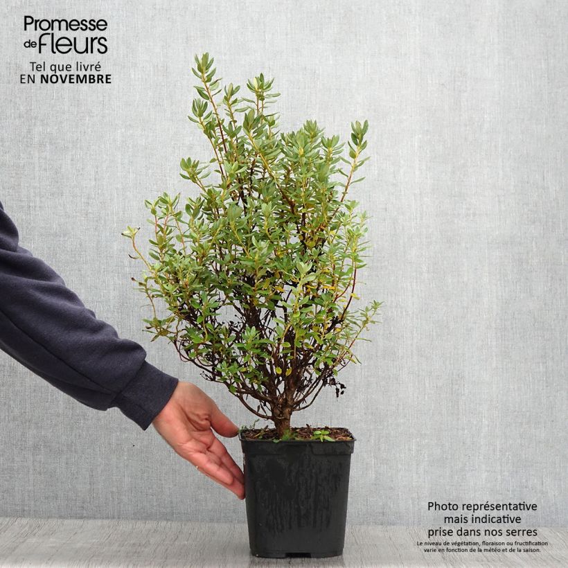 Spécimen de Rhododendron Blue Silver - Rhododendron nain Pot de 3L/4L tel que livré en automne