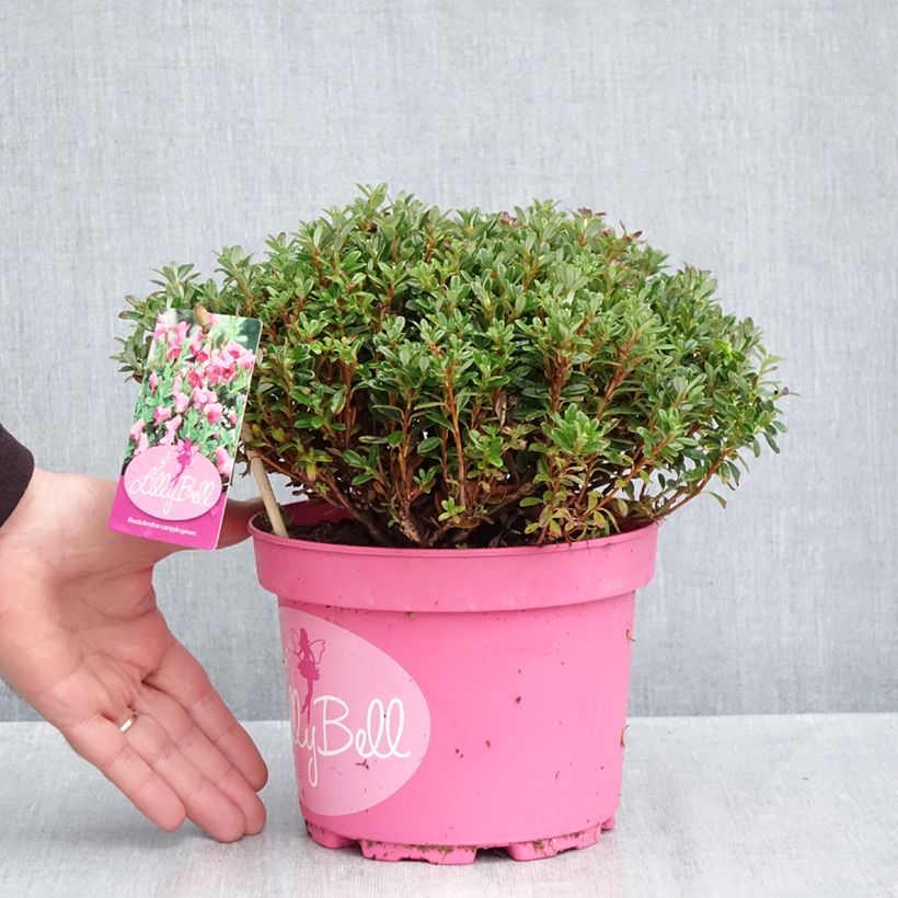 Spécimen de Rhododendron campylogynum Lilly Bell - Rhododendron nain Pot de 3L/4L tel que livré en automne