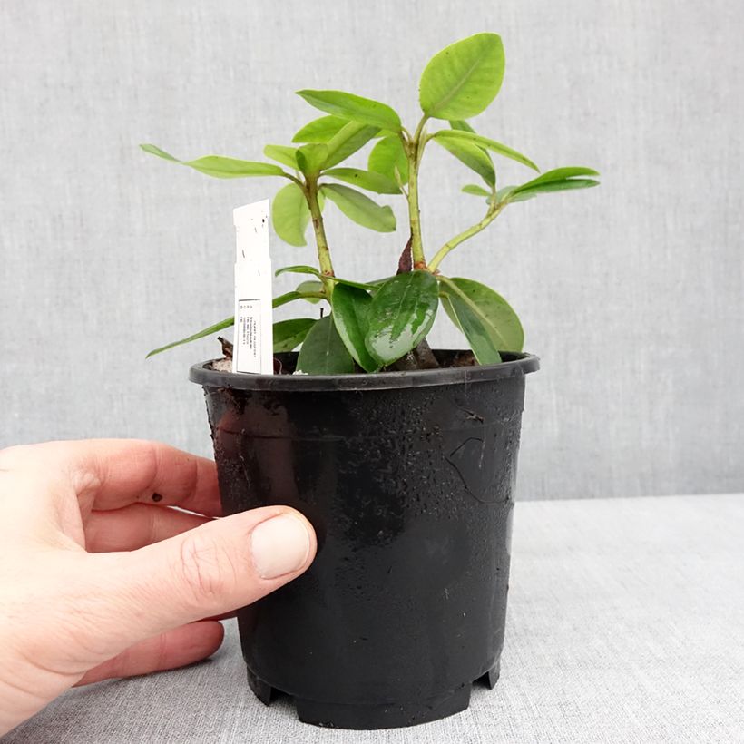 Spécimen de Rhododendron catawbiense Boursault Pot de 12 cm / 13 cm tel que livré en hiver