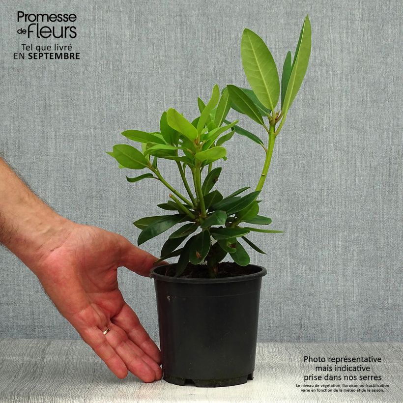 Spécimen de Rhododendron catawbiense Grandiflorum - Grand rhododendron Pot de 12 cm / 13 cm tel que livré en automne