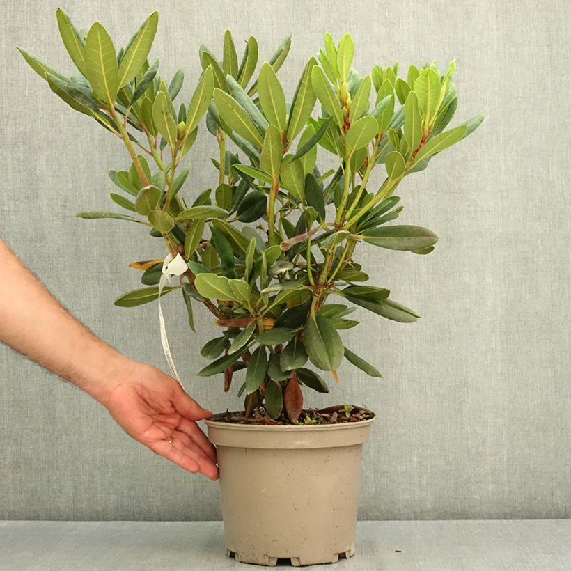 Spécimen de Rhododendron Château de Josselin Pot de 4L/5L tel que livré en été