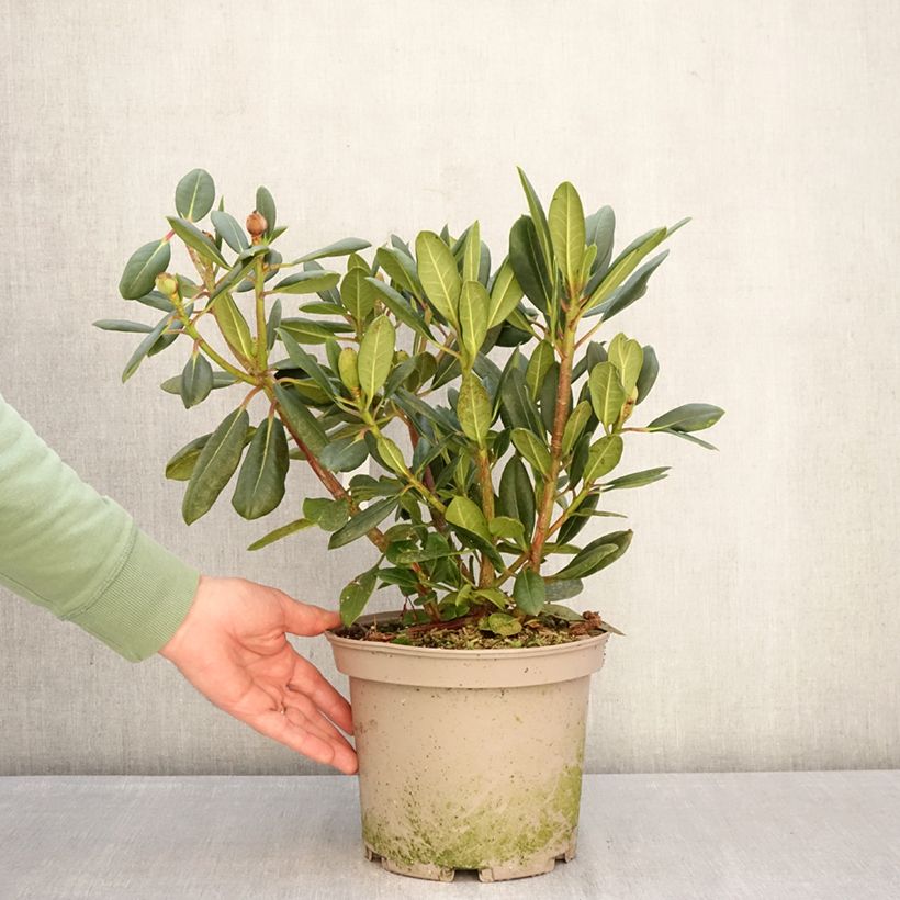 Spécimen de Rhododendron Château de Josselin Pot de 4L/5L tel que livré en hiver