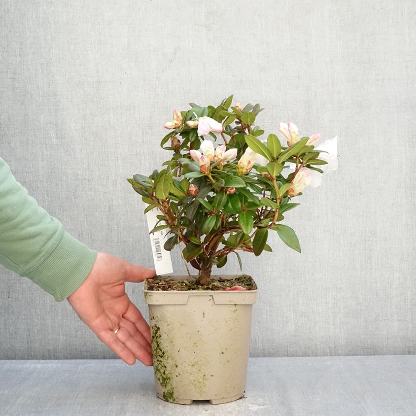 Spécimen de Rhododendron Cilpinense  Pot de 4L/5L tel que livré en hiver
