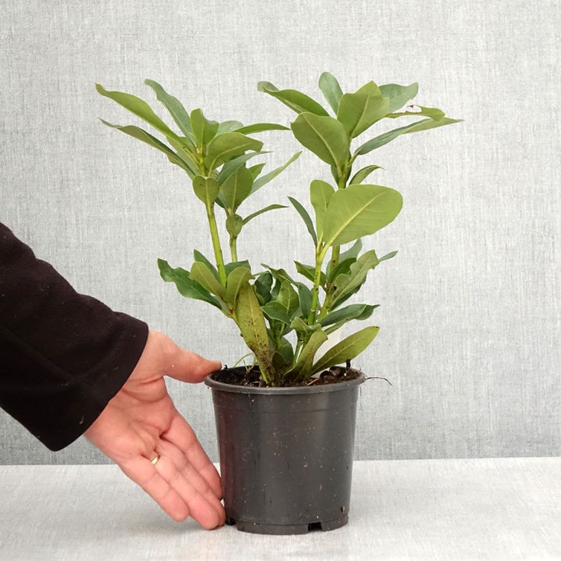 Spécimen de Rhododendron Cunningham's White Pot de 12 cm / 13 cm tel que livré au printemps
