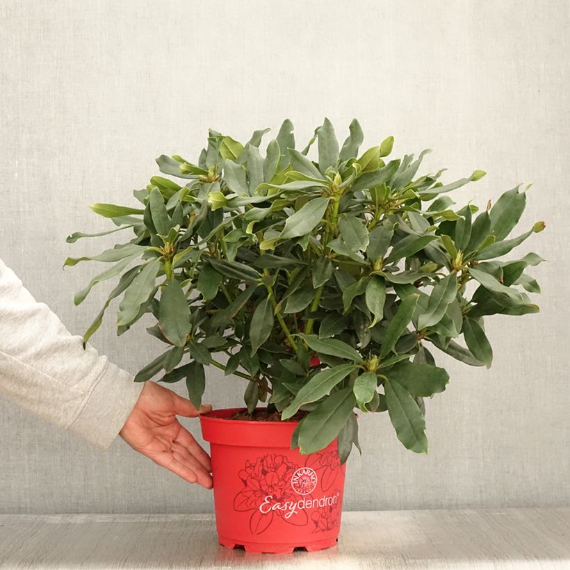 Spécimen de Rhododendron Easydendron INKARHO Madame Masson Pot de 4L/5L tel que livré en automne