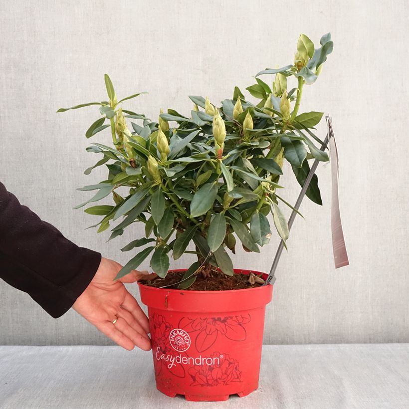 Spécimen de Rhododendron Easydendron INKARHO Madame Masson Pot de 4L/5L tel que livré en hiver
