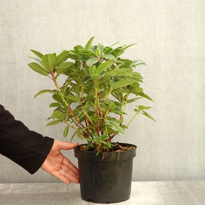 Spécimen de Rhododendron Elizabeth Red Foliage Pot de 2L/3L tel que livré en automne