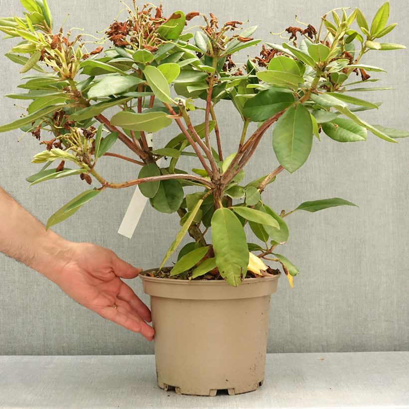 Spécimen de Rhododendron Eucharitis Pot de 4L/5L tel que livré au printemps