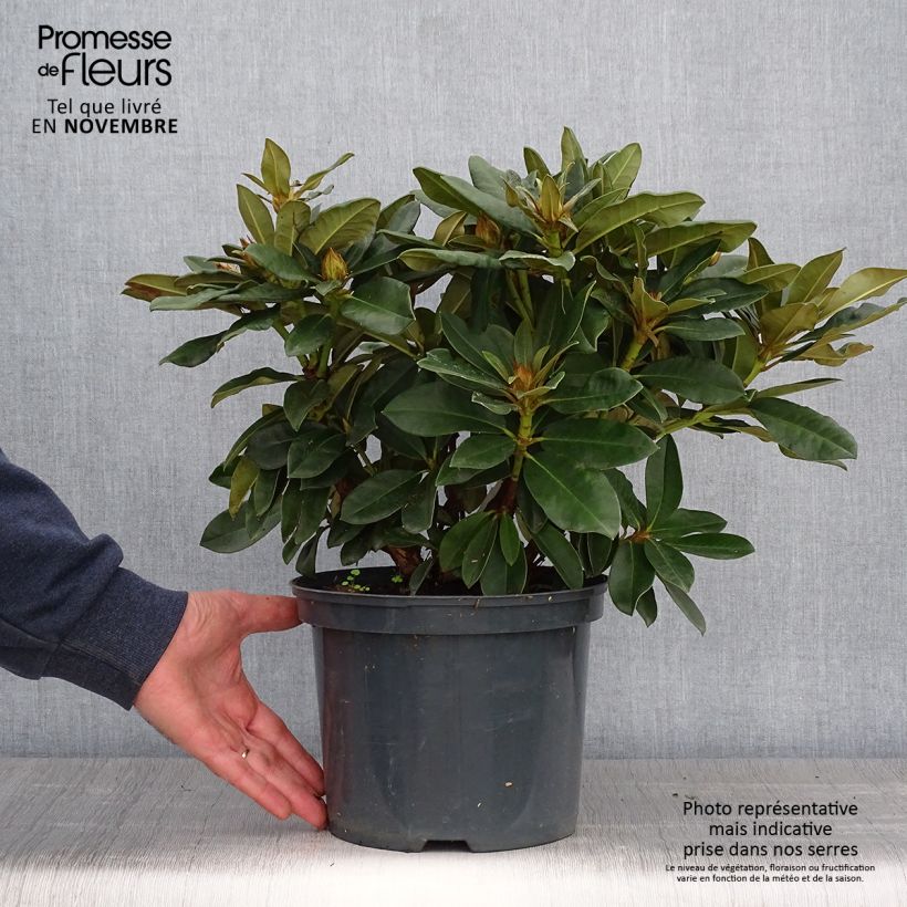 Spécimen de Rhododendron Golden Torch - Rhododendron nain Pot de 3L/4L tel que livré en automne