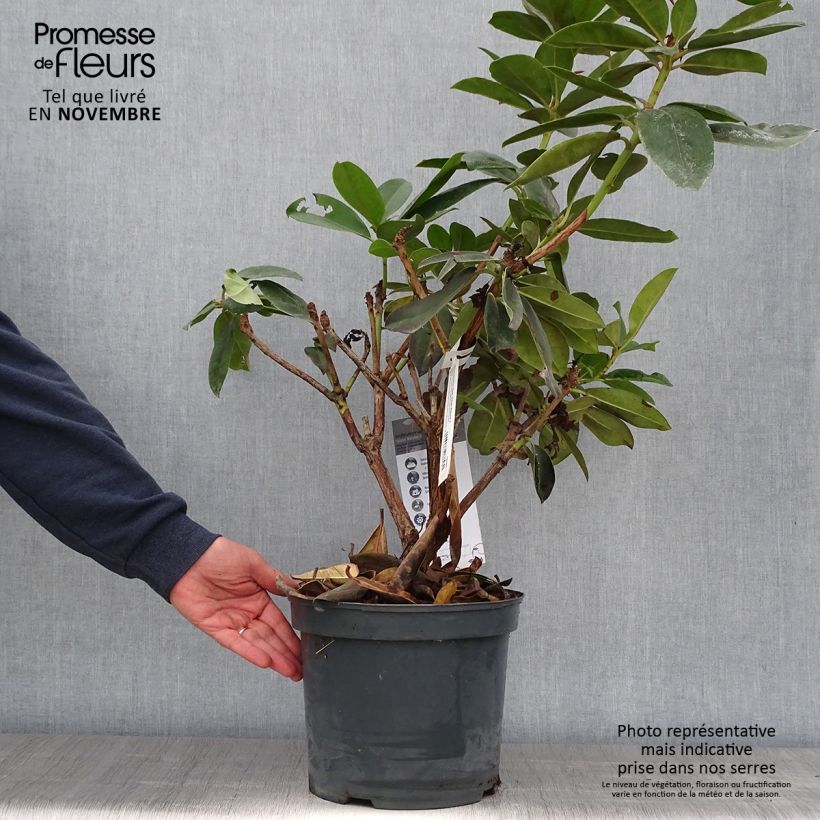 Spécimen de Rhododendron Gomer Waterer Pot de 7,5L/10L tel que livré en automne