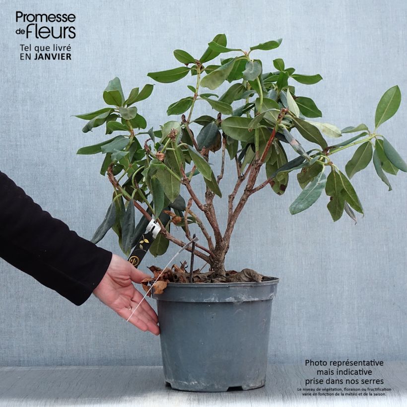 Spécimen de Rhododendron Gomer Waterer Pot de 7,5L/10L tel que livré en hiver