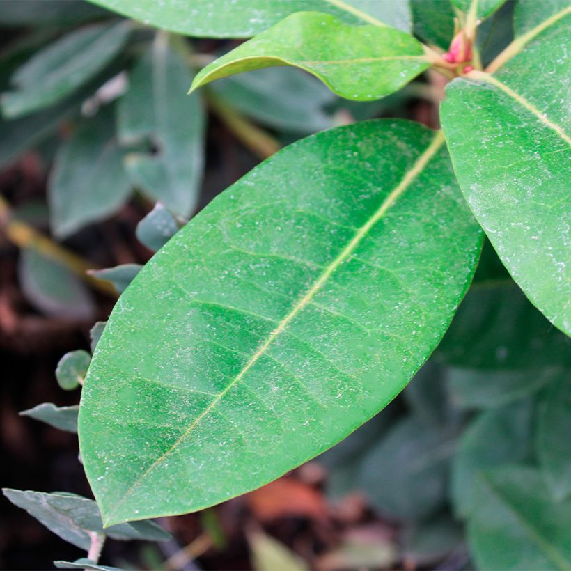 Rhododendron Gomer Waterer (Feuillage)