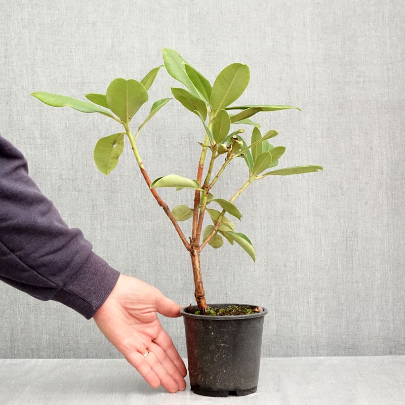Spécimen de Rhododendron Gomer Waterer Pot de 12 cm / 13 cm tel que livré en automne
