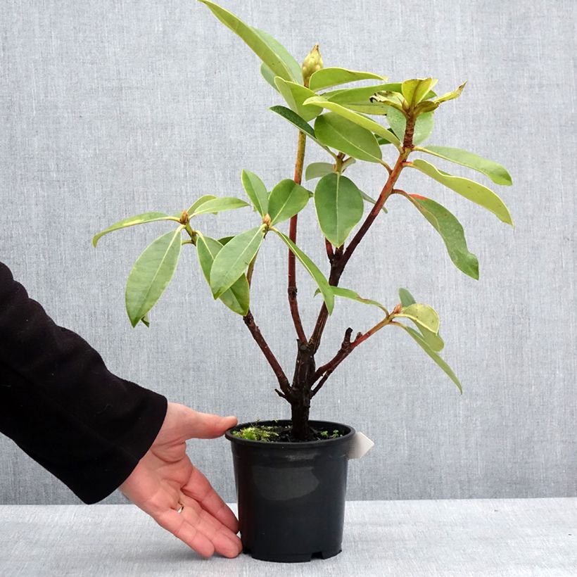 Spécimen de Rhododendron Gomer Waterer Pot de 12 cm / 13 cm tel que livré en hiver