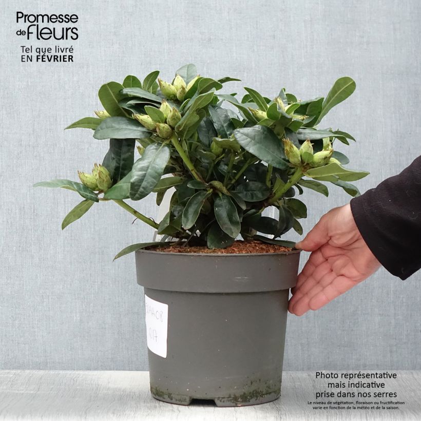 Spécimen de Rhododendron x haematodes Lisetta - Rhododendron nain Pot de 6L/7L tel que livré en hiver
