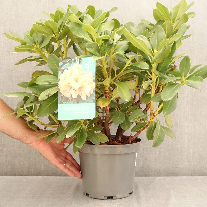 Spécimen de Rhododendron Horizon Monarch - Grand Rhododendron Pot de 4L/5L tel que livré en été